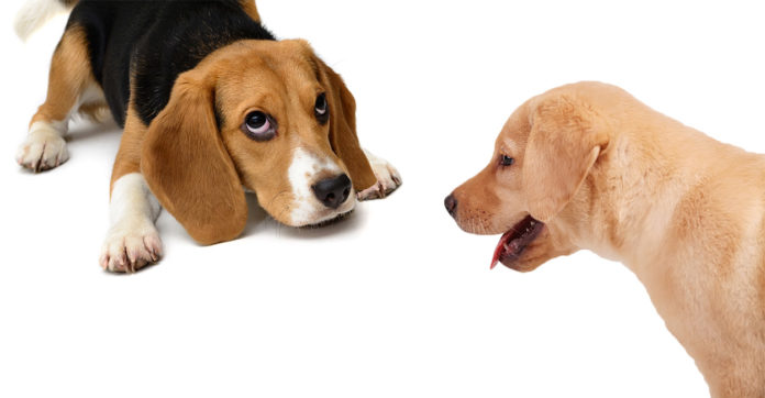 Beagle vs Labrador