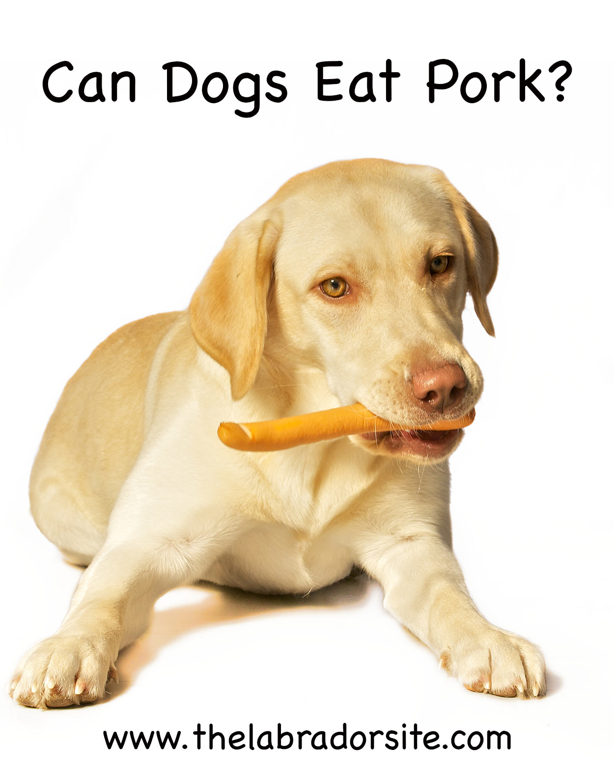 can dogs eat pork?