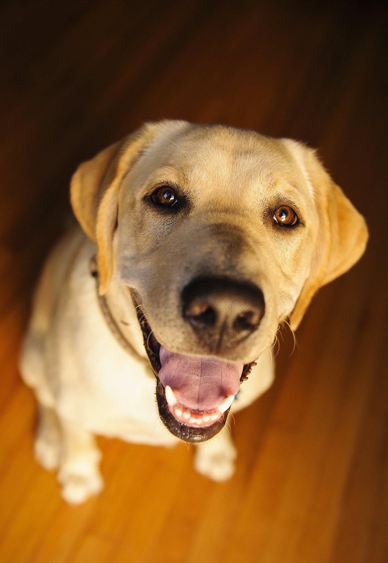 can dogs eat cooked pork chop bones