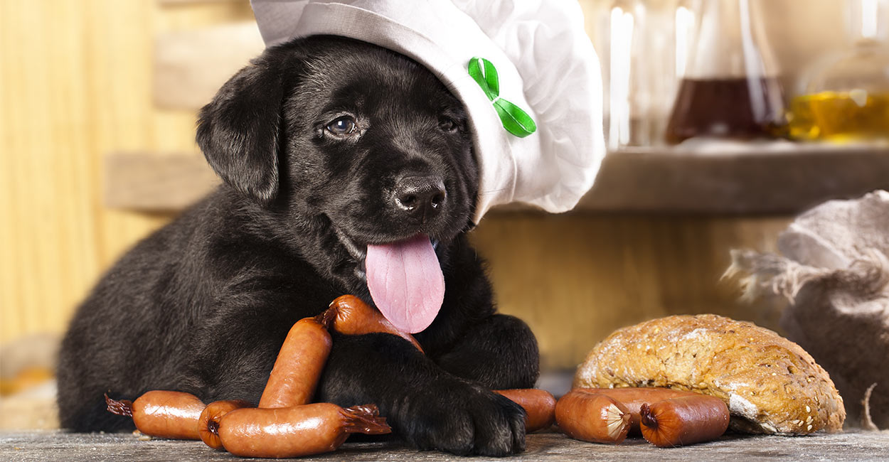 dogs and pork chop bones