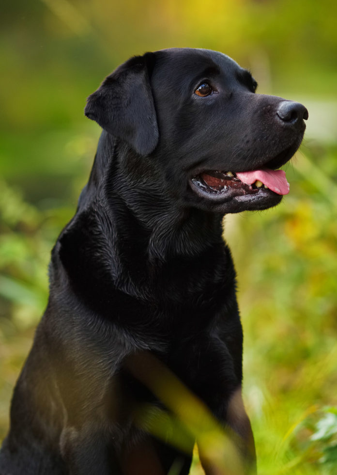 Carprofen For Dogs - What It Is, How It Works, Dosage and Side Effects