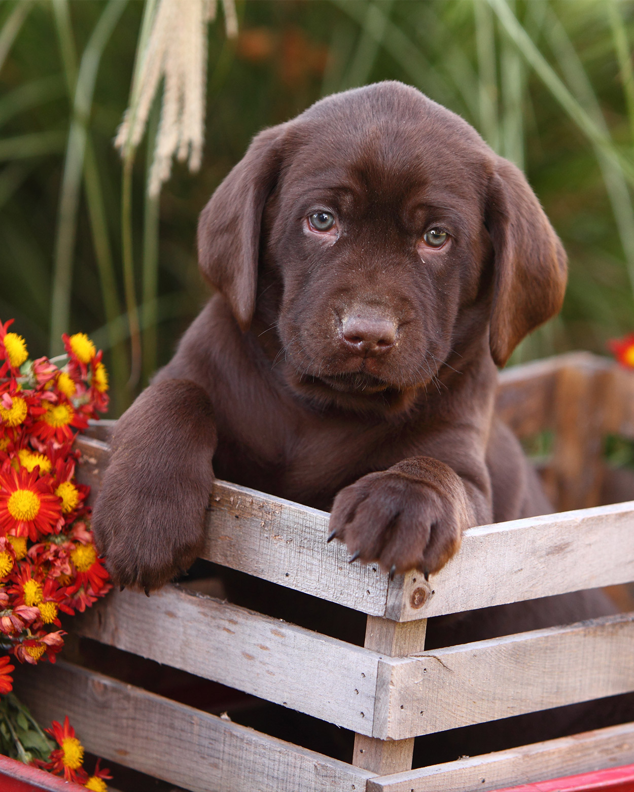 famous chocolate labs