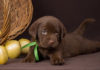 Chocolate Lab Names