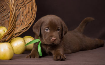 Chocolate Lab Names