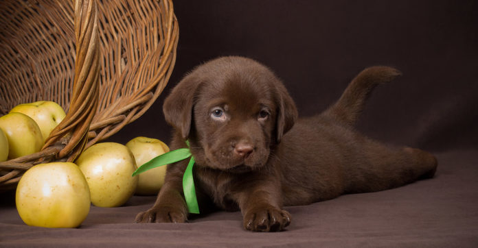 Chocolate Lab Names