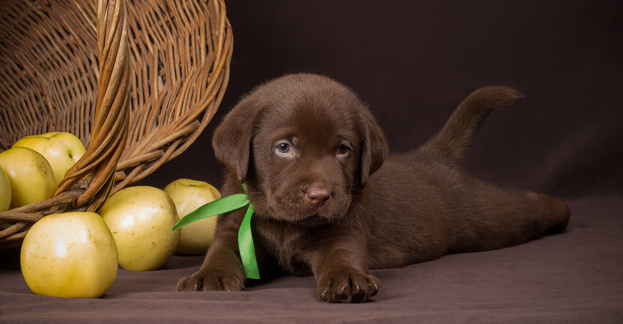 Chocolate Lab Names Great Ideas For Naming Your Puppy