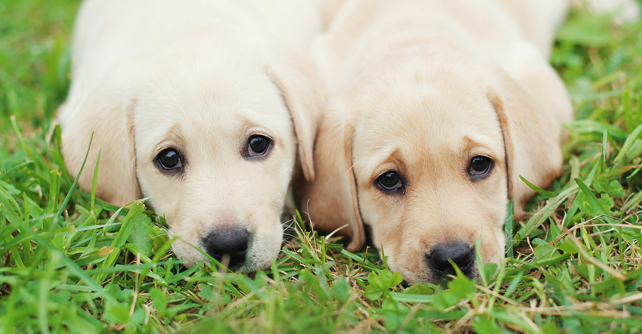 how do you treat coccidia in dogs at home