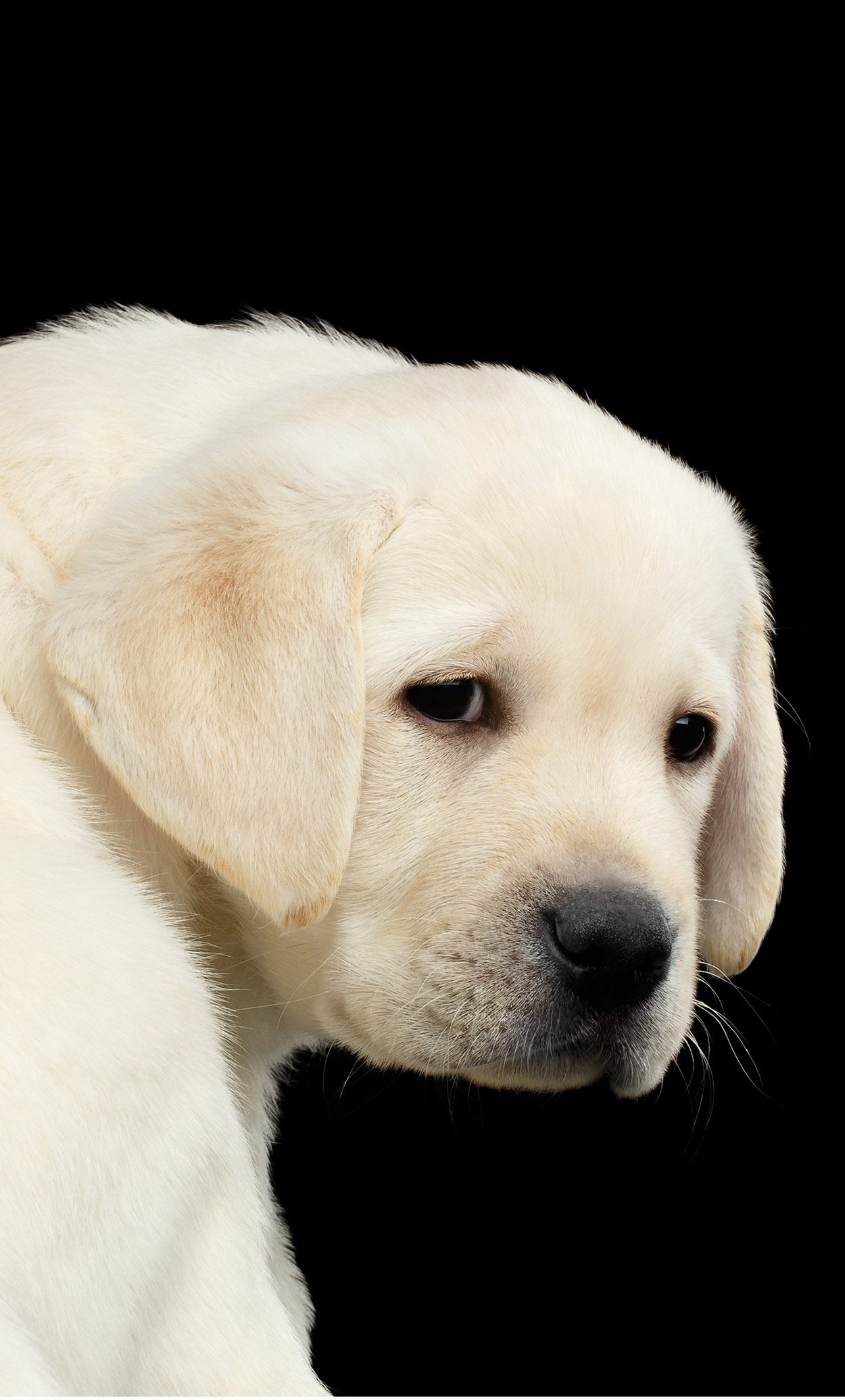 coccidia in dogs