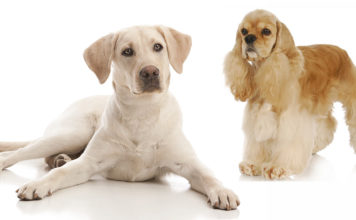 cocker spaniel lab mix