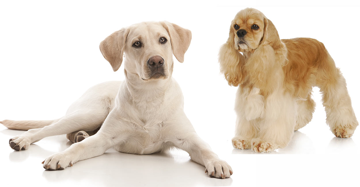 labrador cocker spaniel puppies