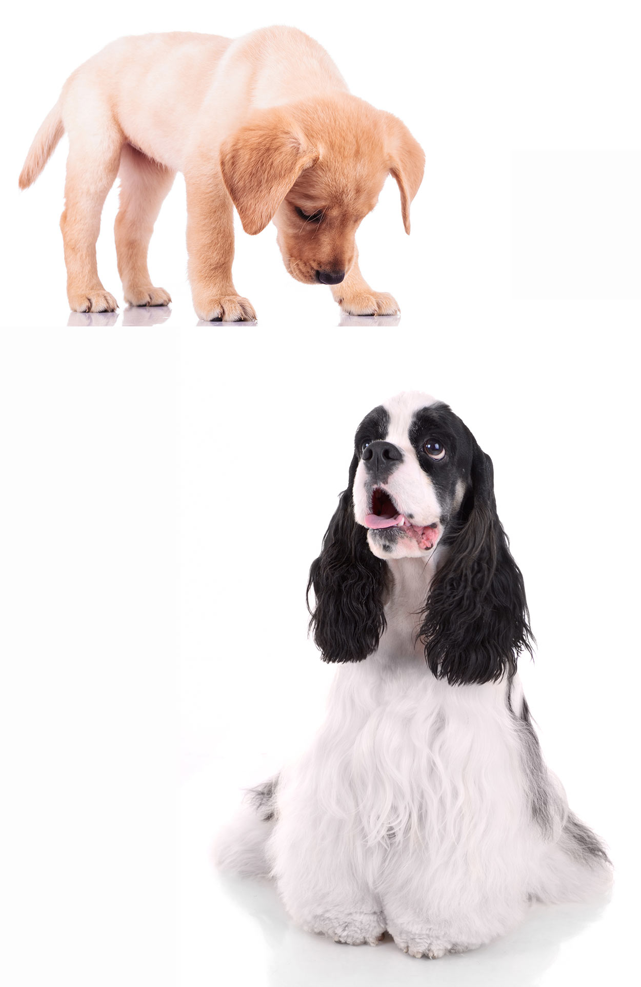 Welcome To Our Complete Guide To The Cocker Spaniel Lab Mix
