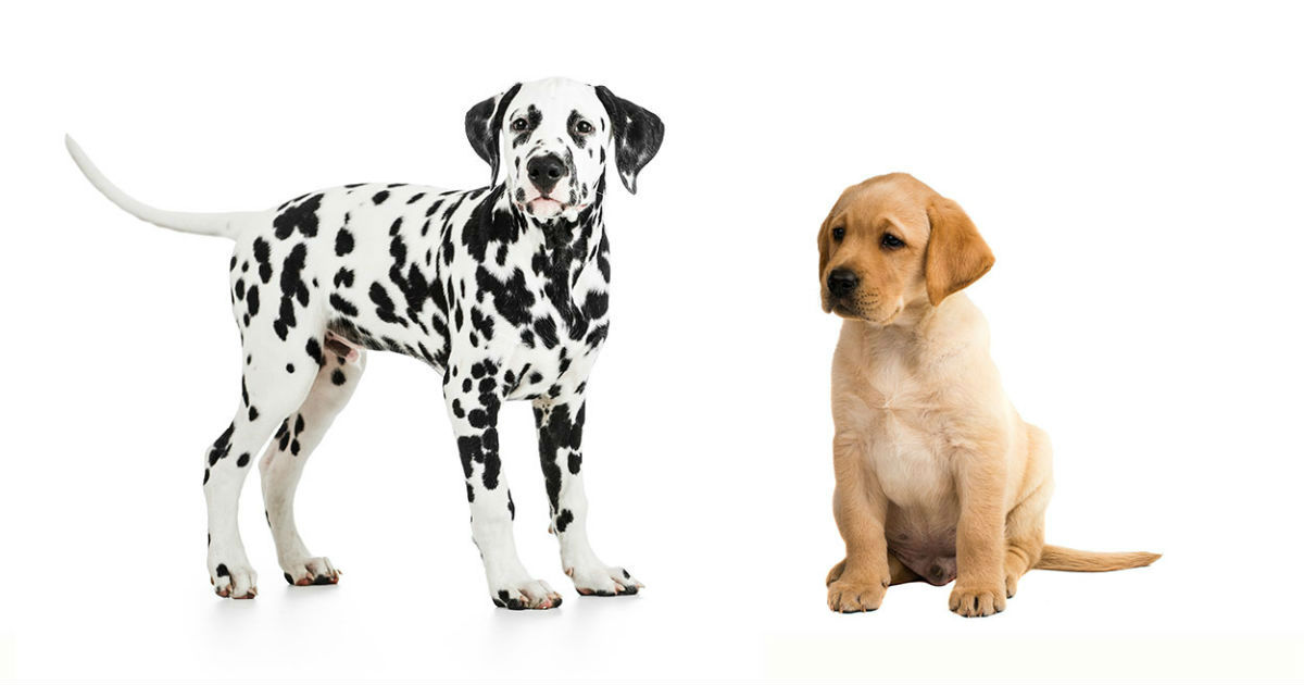 are dalmatians labradors