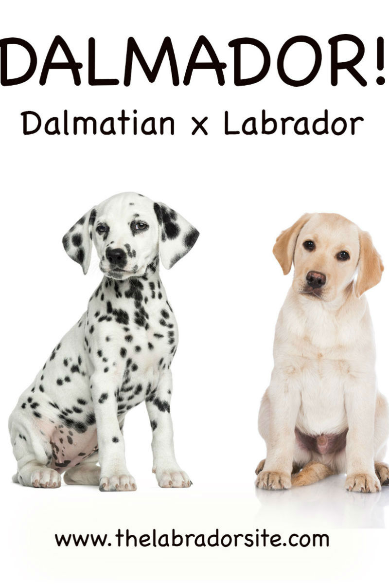 Dalmatian Diet Chart