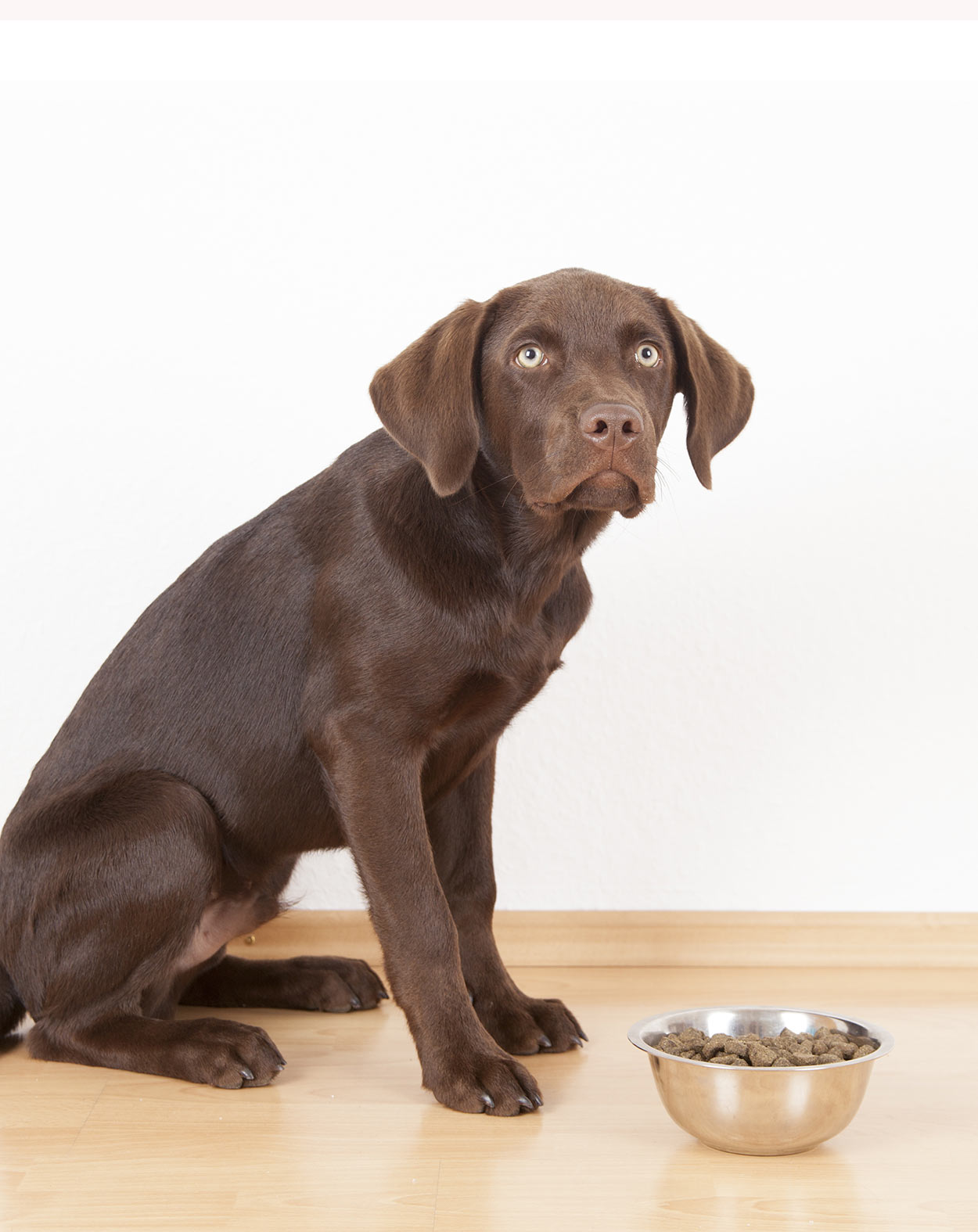 Contenedor de comida para perros