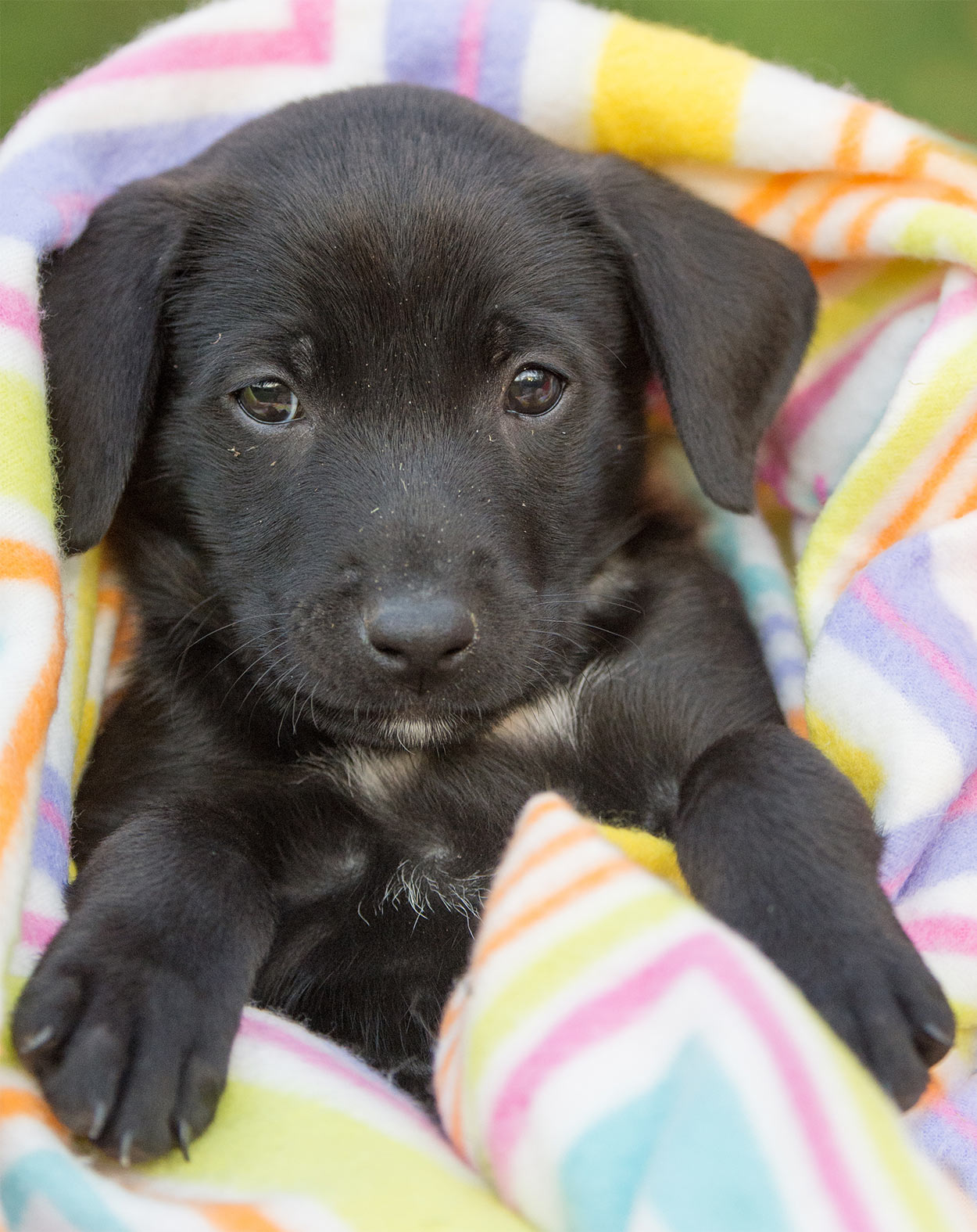 puppy sleeping bag