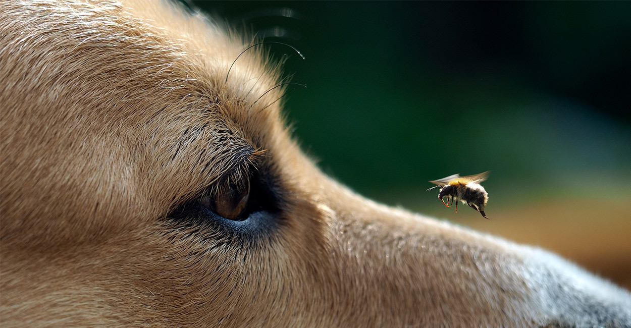 what should i do if my dog gets stung