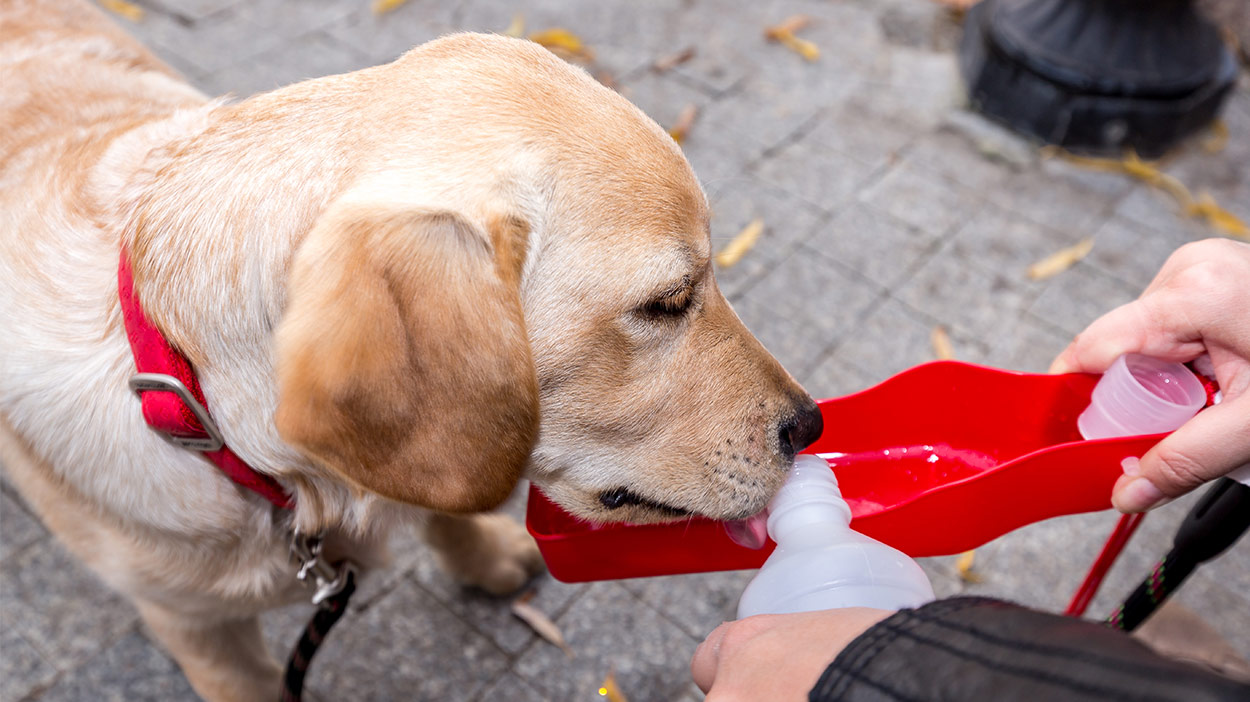 thirsty pup water bottle