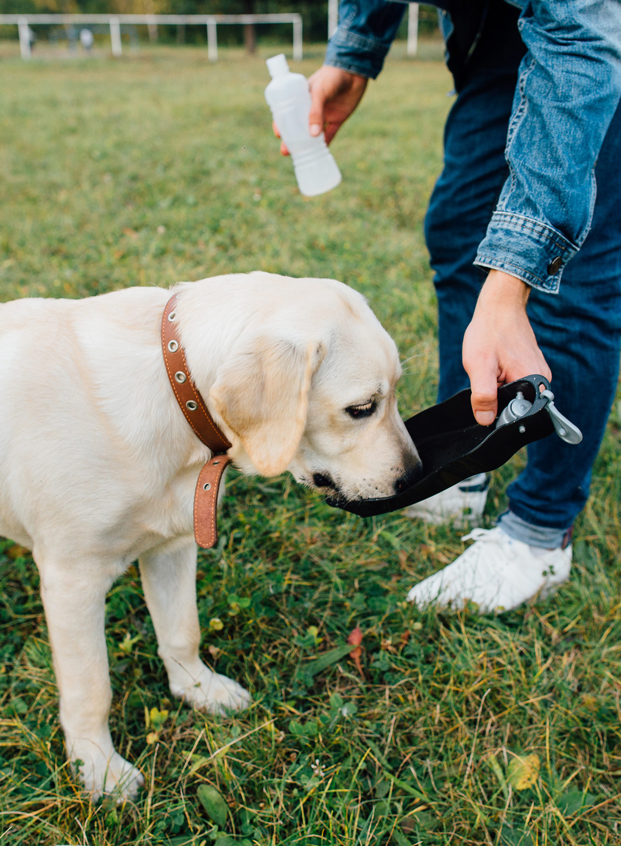 Choosing The Best Dog Water Bottle To Quench Your Pet’s Thirst