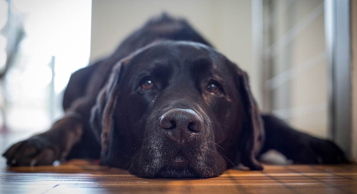 nervous labrador retriever