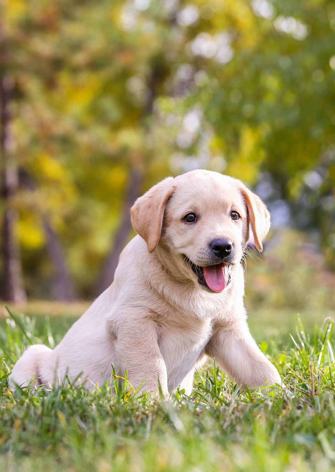 How To Play With A Puppy A Complete Guide For New Owners