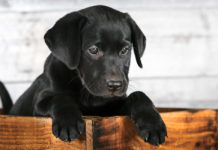 how to play with a puppy