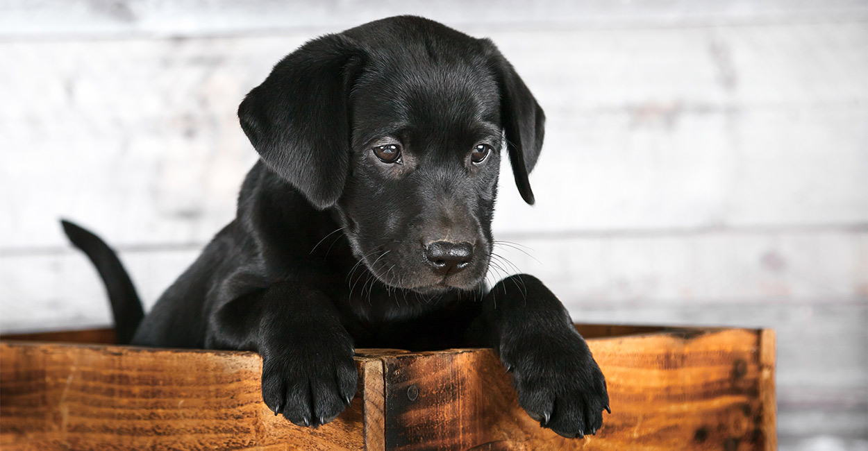 How To Play With A Puppy A Complete Guide For New Owners