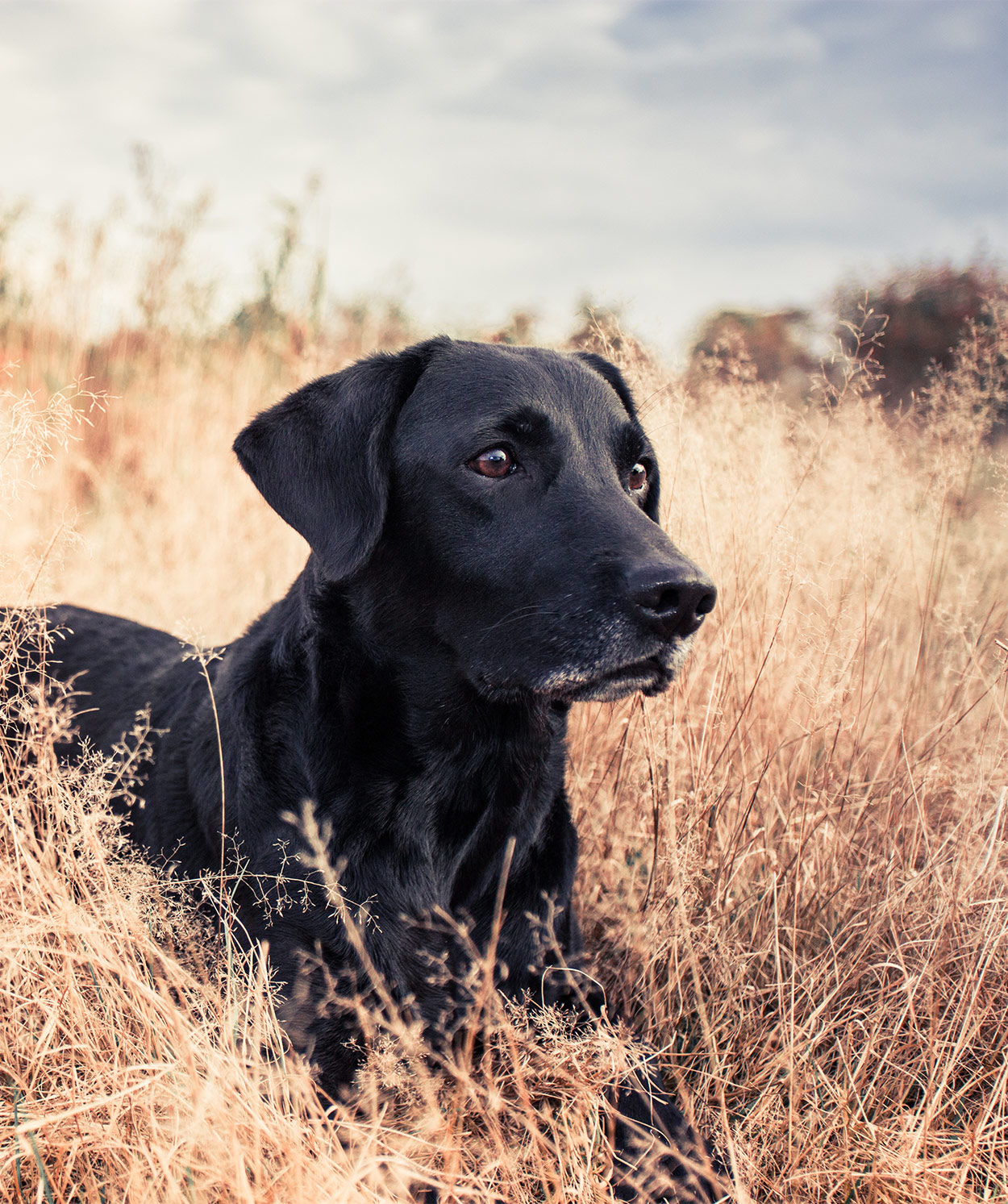 Lipoma in Dogs