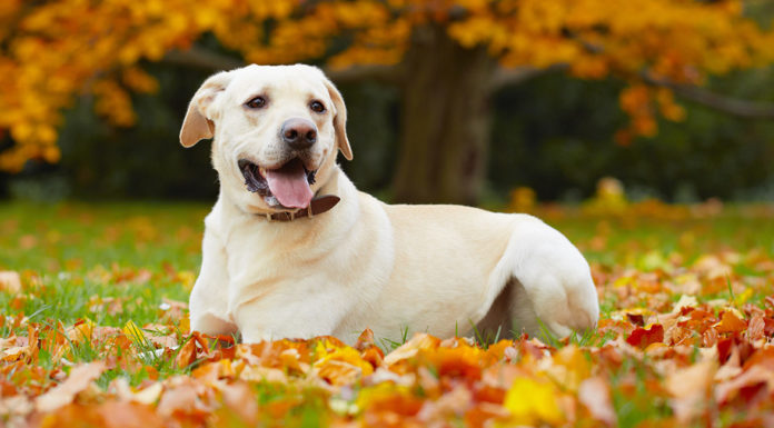 Neosporin On Dogs The Do S And Don Ts Of Treating Your Pet