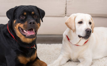 Rottweiler vs Labrador