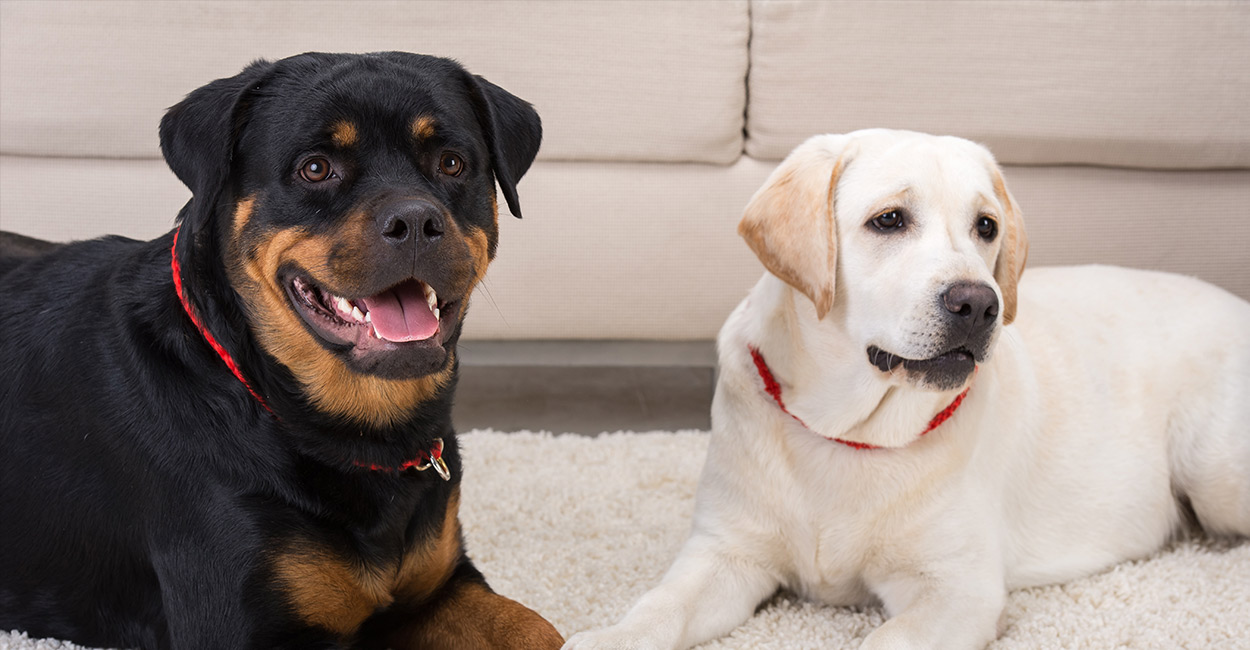 rottweiler biggest size