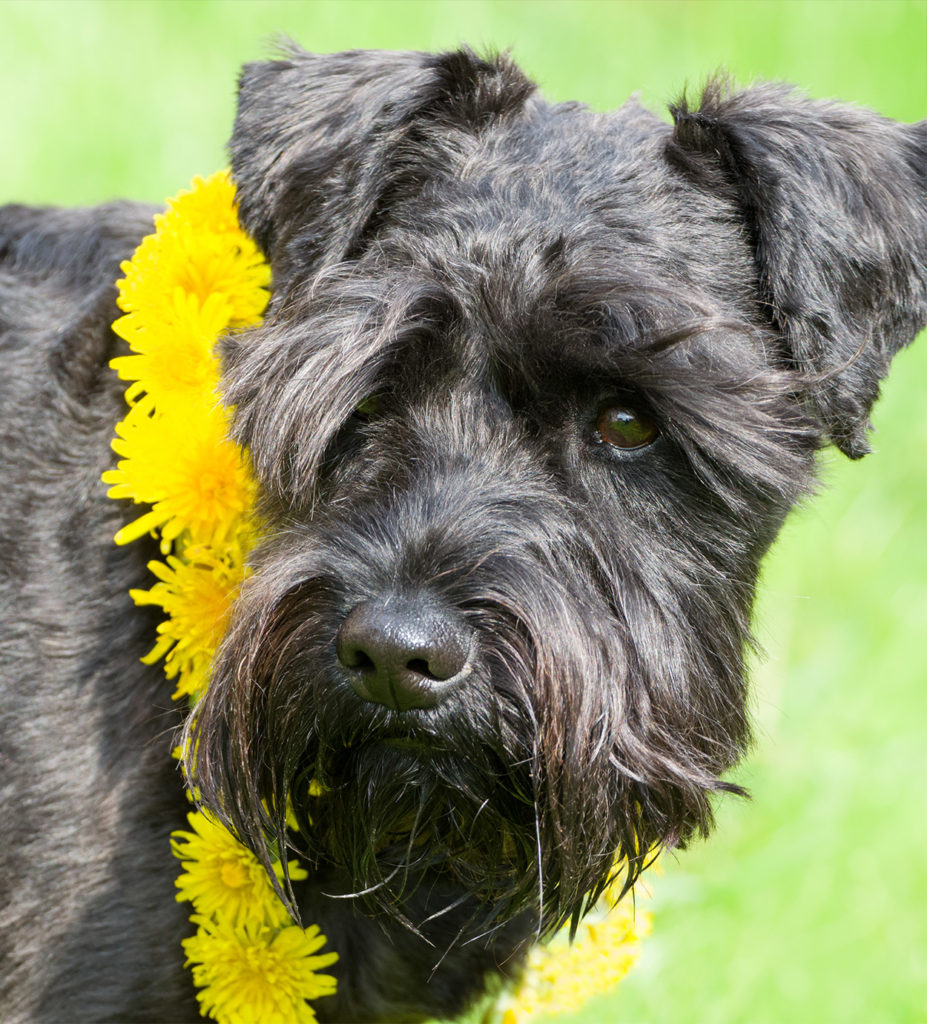 Schnauzer Lab Mix A Complete Guide To A Fascinating Cross Breed