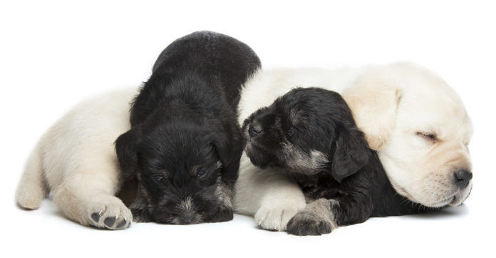  Schnauzer Lab mix 