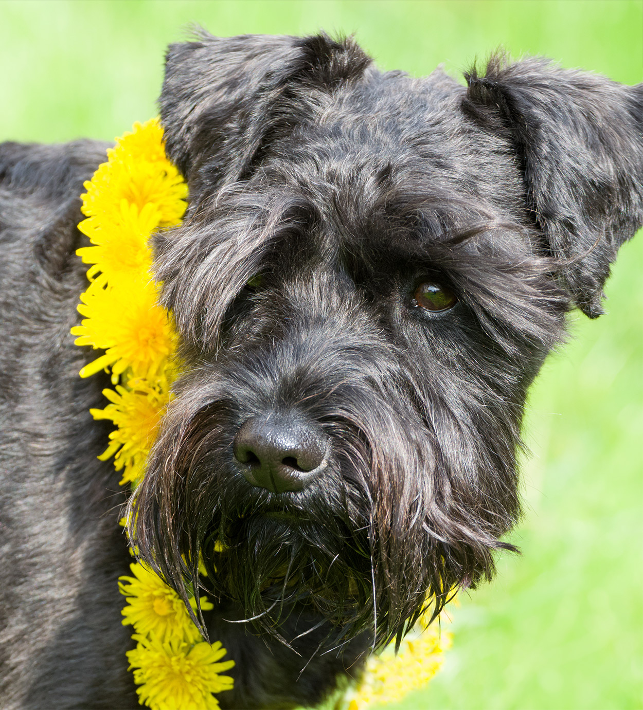 a schnauzer