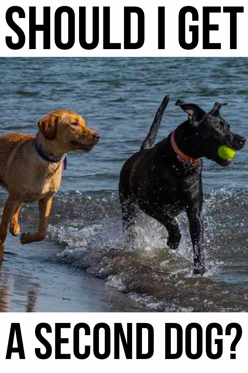 Should I Get A Second Dog? - Helpful advice from The Labrador Site.