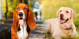 basset hound lab mix