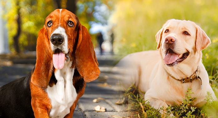 are basset hound puppies aggressive