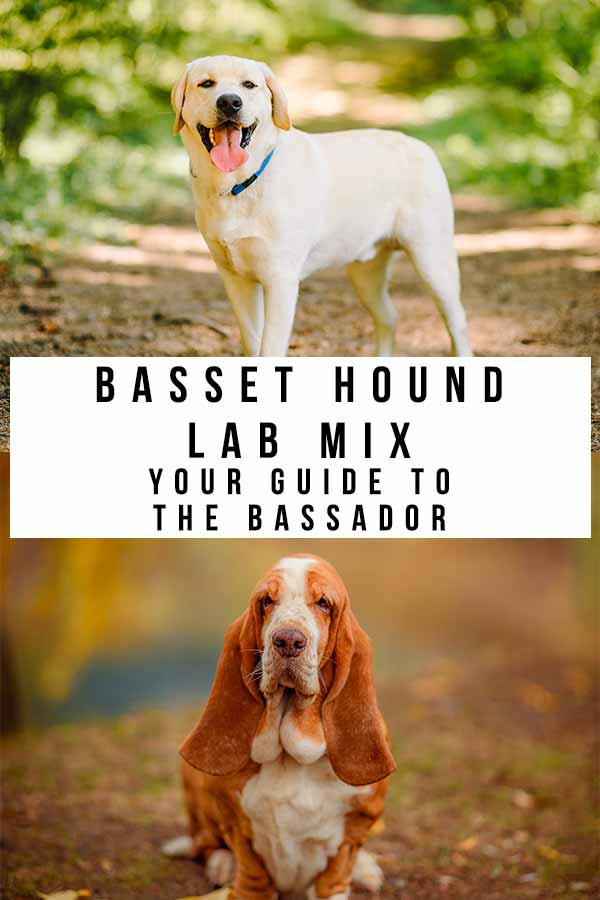 basset hound lab mix