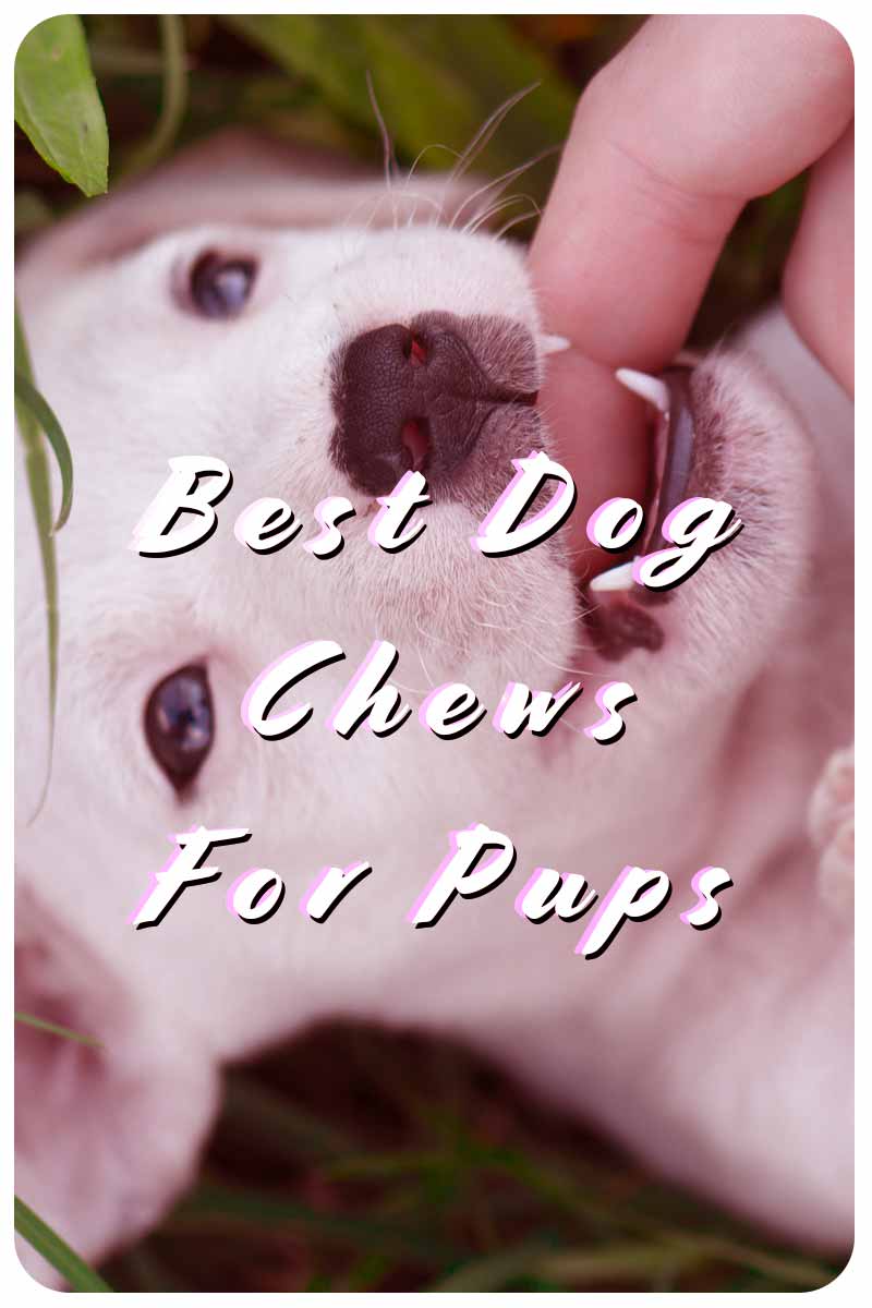 Best Dog Chews For Pups - Dog chew reviews