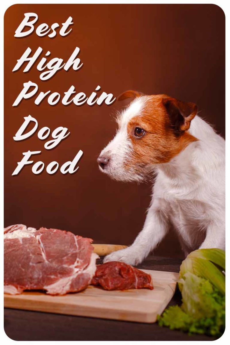 Best High Protein Dog Food To Enrich Your Pet's Diet