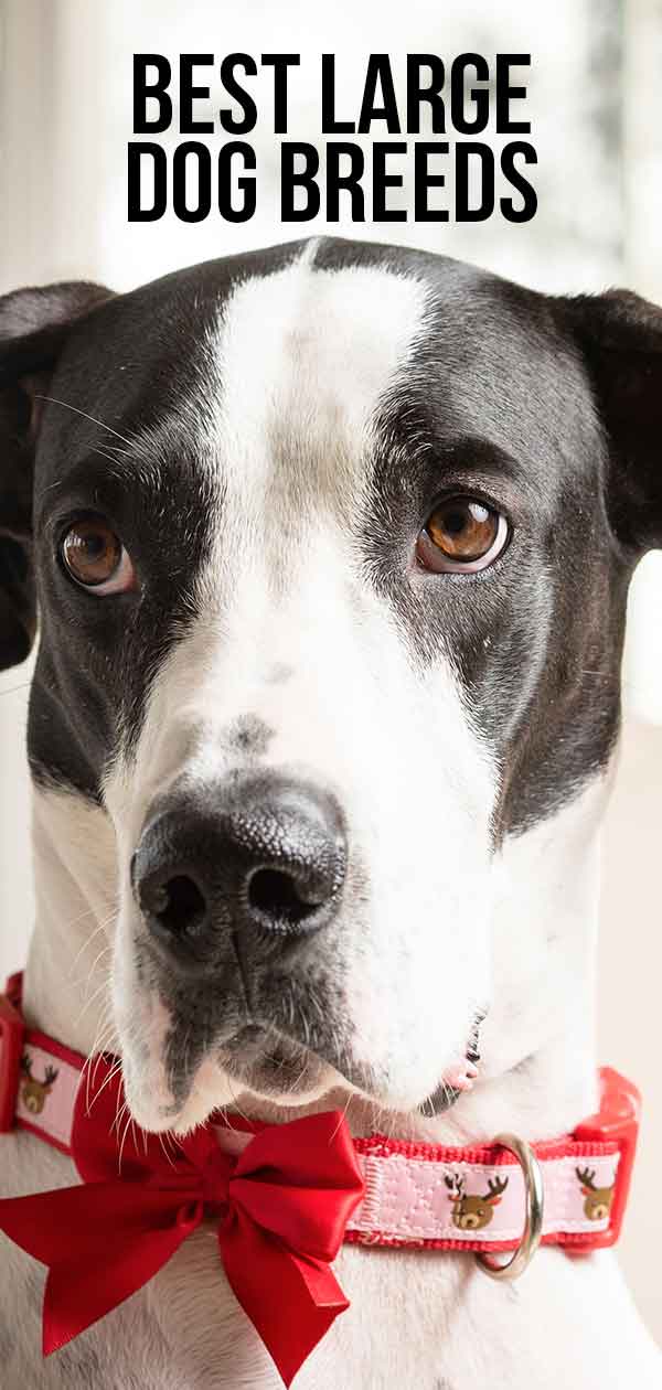 Best Large Dog Breeds