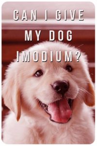 can too much imodium hurt a dog