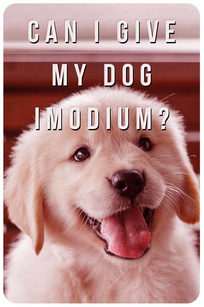 Imodium for Dogs Can You Give A Dog Imodium And What's The Dosage