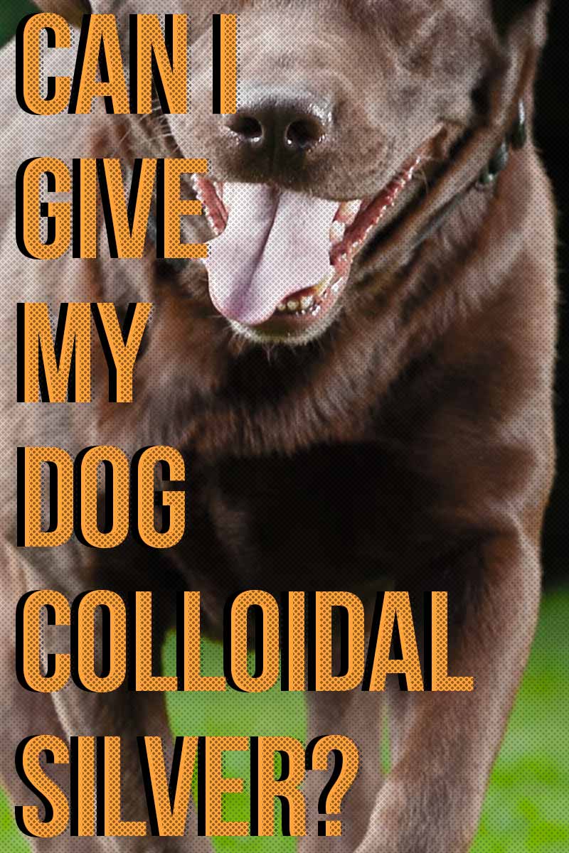 Can I give my dog Colloidal Silver? - Dog care and health information. 