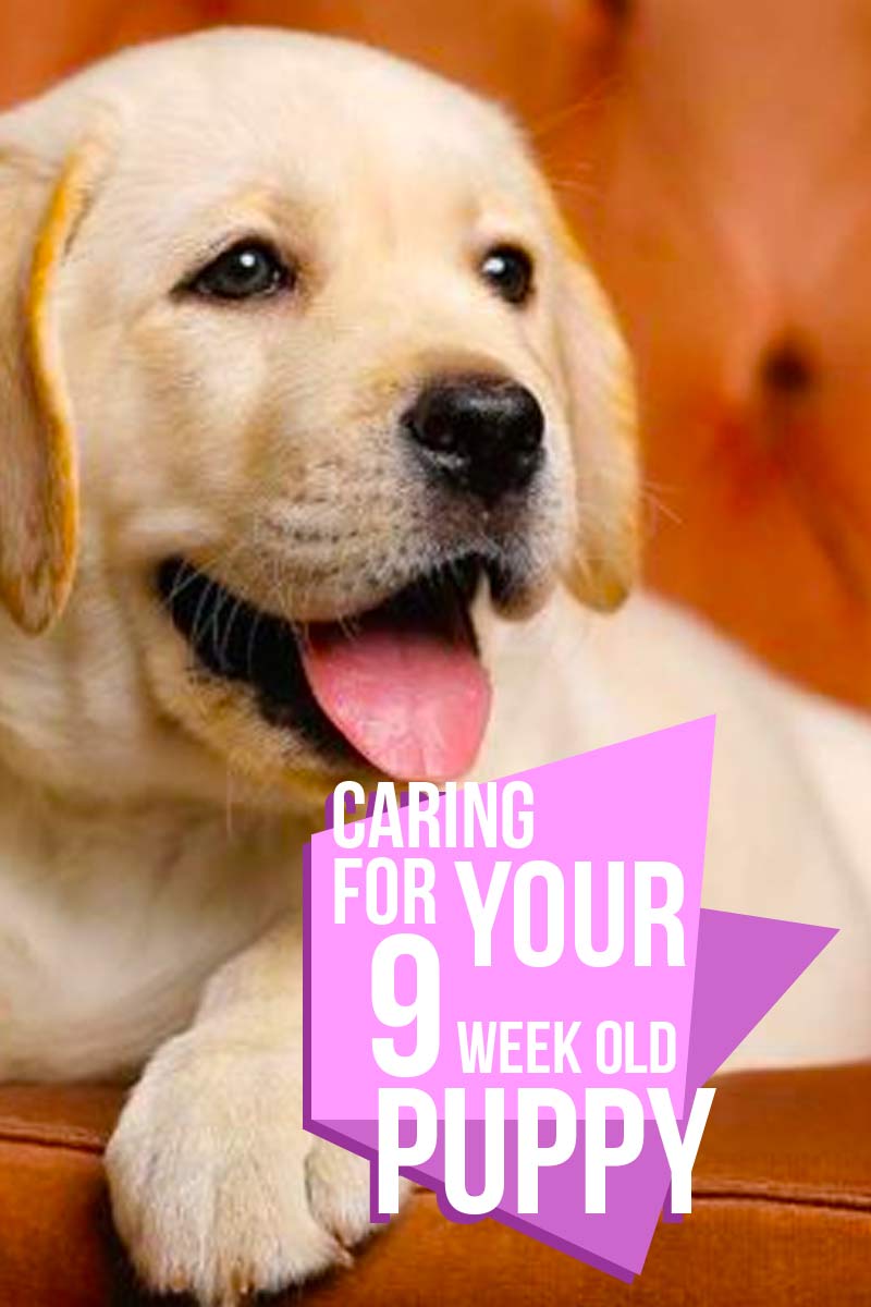 Caring for your 9 week old puppy