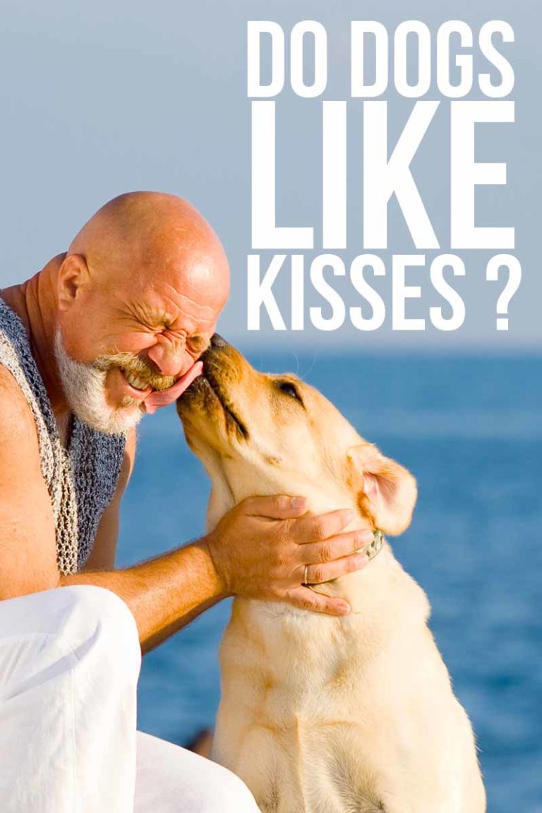 Do Dogs Like Kisses? Learning How To Show Affection To Your Pup