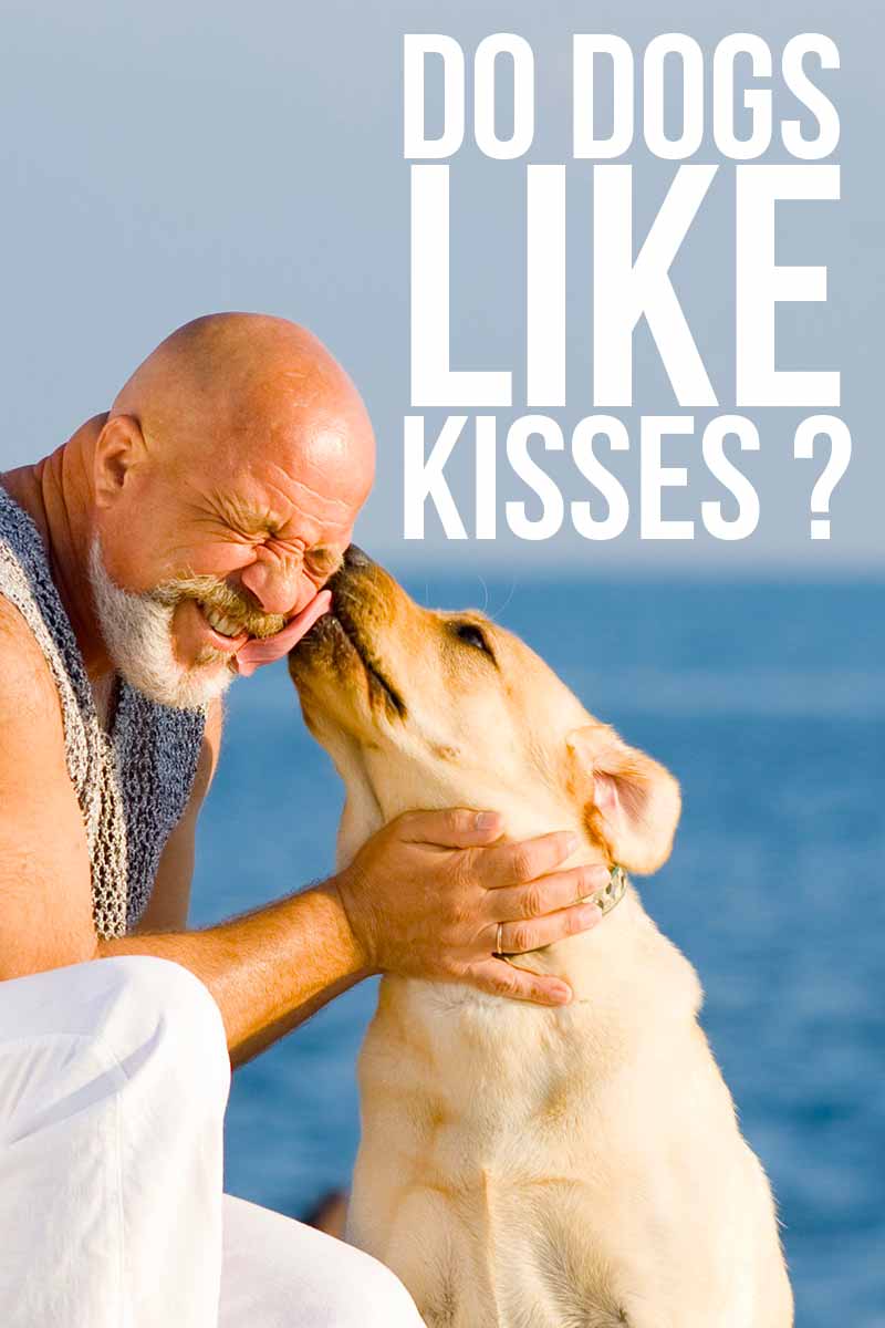 do dogs like when humans kiss them