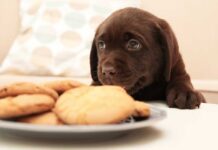 feeding your labrador puppy