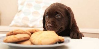 feeding your labrador puppy