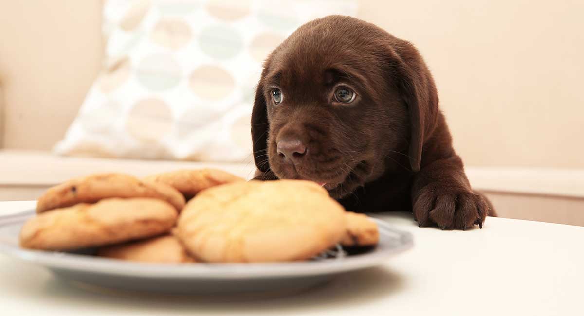 Lab Puppy Food Chart