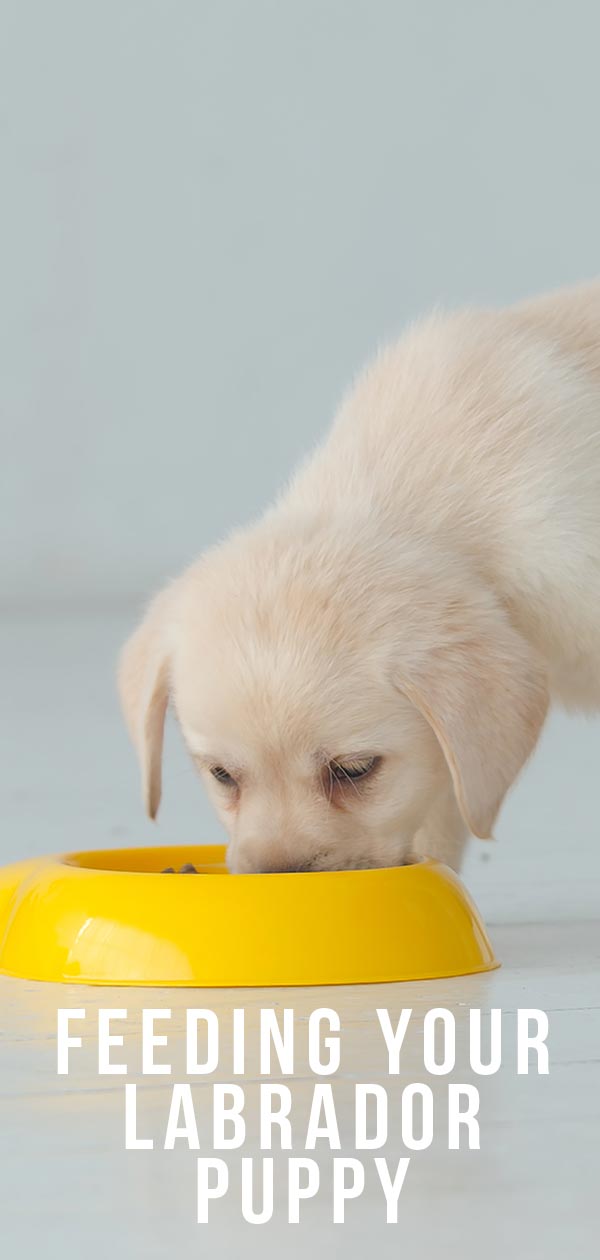 feeding your labrador puppy